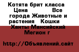 Котята брит класса › Цена ­ 20 000 - Все города Животные и растения » Кошки   . Ханты-Мансийский,Мегион г.